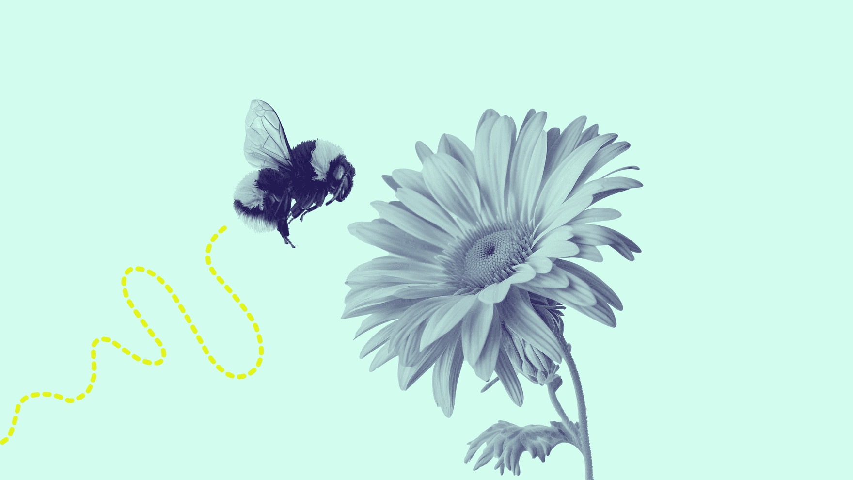 llustration einer fliegenden Hummel mit gestrichelter gelber Flugbahn, die sich einer großen Blume mit detaillierten Blütenblättern nähert.