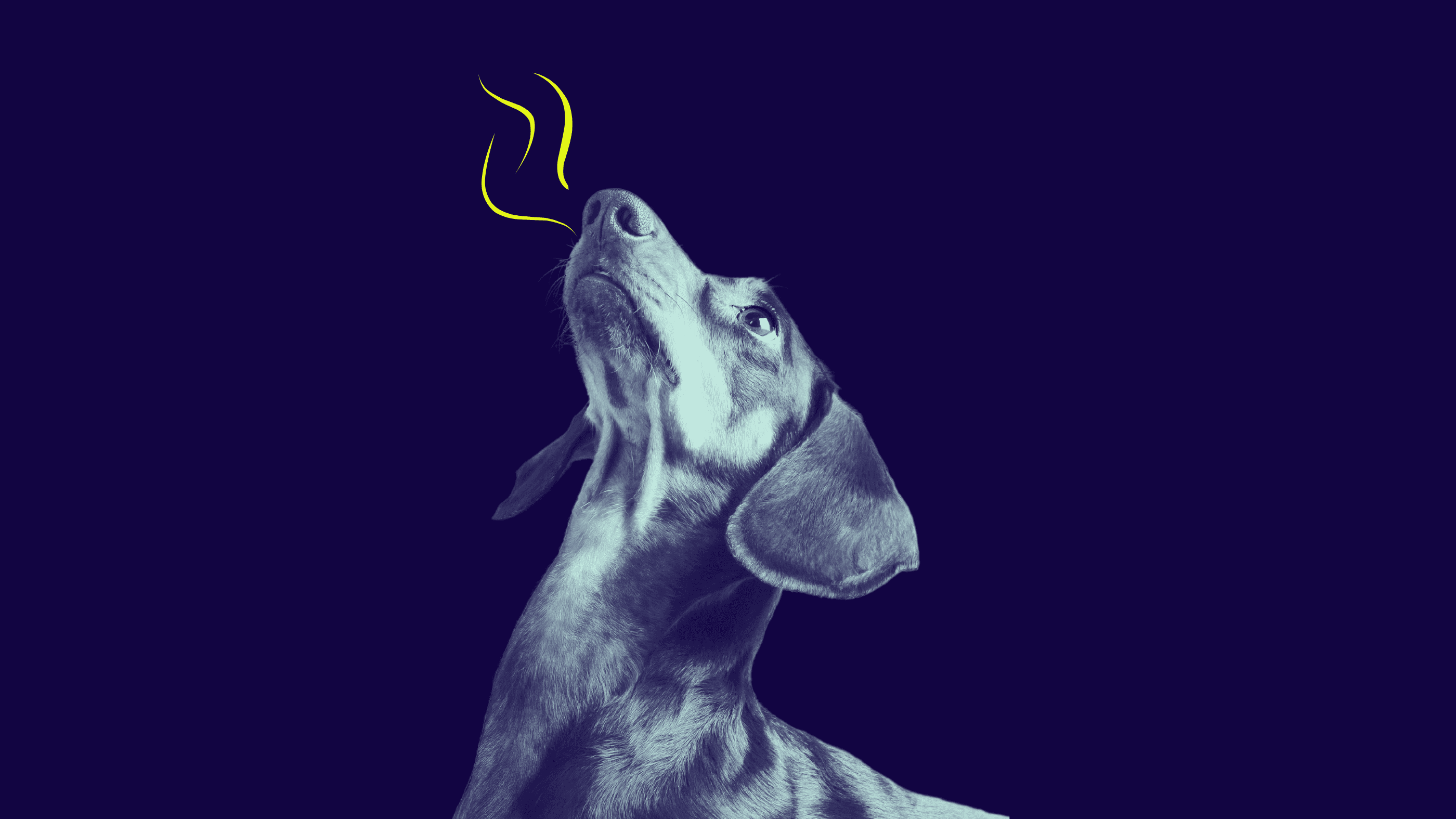 Illustration eines Hundes, der seinen Kopf nach oben hebt und mit der Nase einem Duft folgt, der durch geschwungene gelbe Linien dargestellt wird.